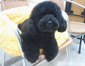 joyful pet house 专业宠物美容服务与信息安全保障